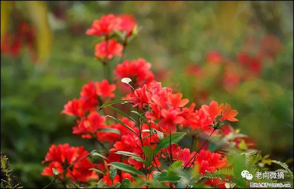 【春天，广西桂林灌阳县向您发出邀请！】登麒麟山，相约映山红 - 游山玩水 - 北京生活社区 - 北京28生活网 bj.28life.com