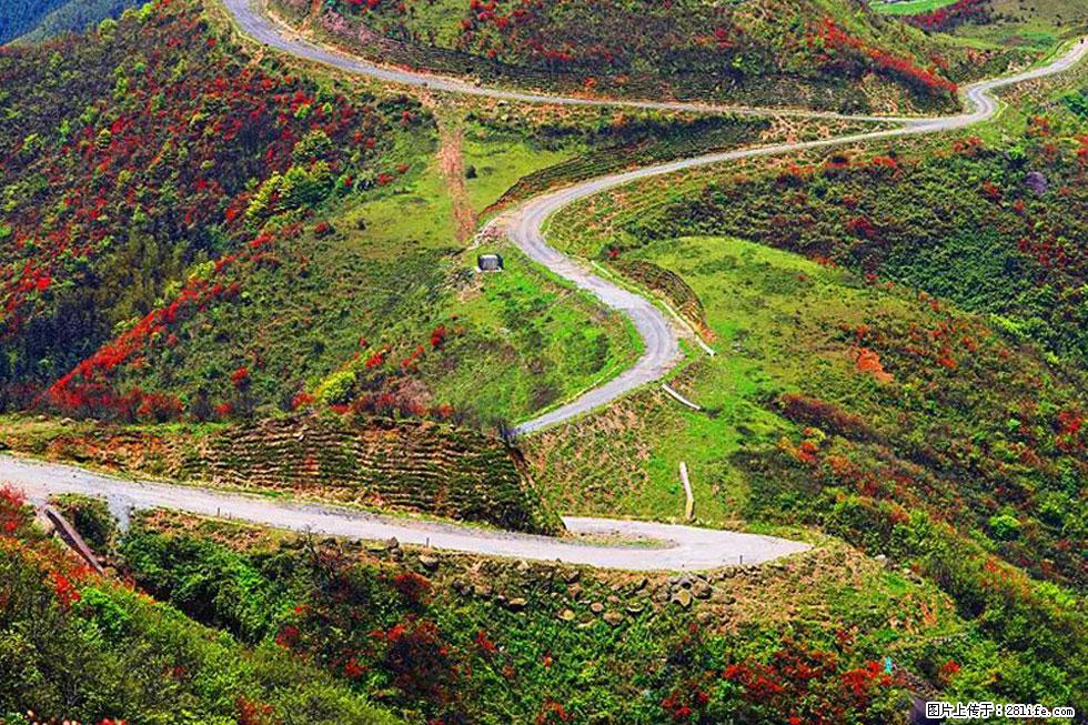 【春天，广西桂林灌阳县向您发出邀请！】春木界上映山红 - 游山玩水 - 北京生活社区 - 北京28生活网 bj.28life.com