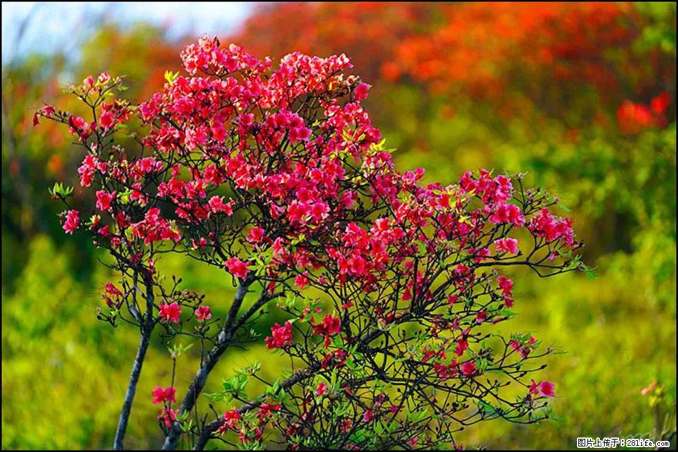 【春天，广西桂林灌阳县向您发出邀请！】春木界上映山红 - 游山玩水 - 北京生活社区 - 北京28生活网 bj.28life.com