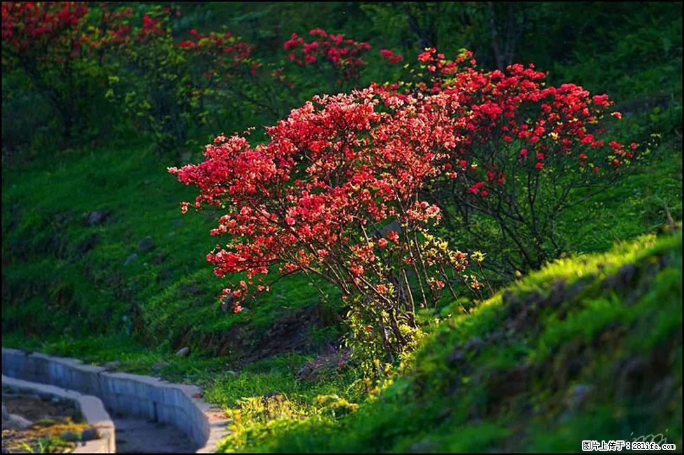 【春天，广西桂林灌阳县向您发出邀请！】春木界上映山红 - 游山玩水 - 北京生活社区 - 北京28生活网 bj.28life.com
