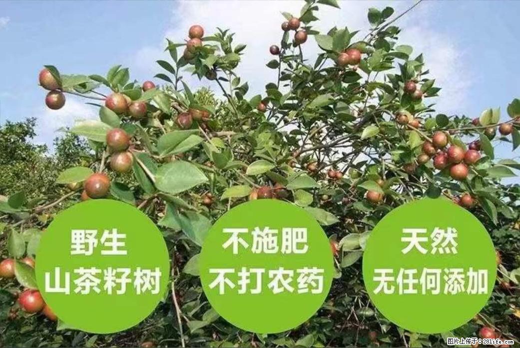 【灌阳县油茶产业示范区】一个有着充实的精神生活的人,对待身外之物自会有一种淡泊的态度 - 土特产 - 饮食特产 - 北京分类信息 - 北京28生活网 bj.28life.com