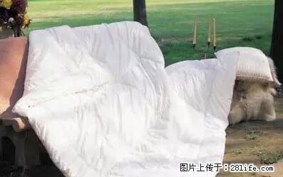 被子有异味?只要这样做,比晒太阳还强100倍! - 家居生活 - 北京生活社区 - 北京28生活网 bj.28life.com