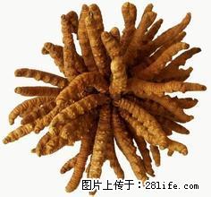 北京站回收冬虫夏草13581832588天坛回收燕窝 - 土特产 - 饮食特产 - 北京分类信息 - 北京28生活网 bj.28life.com