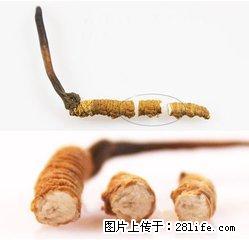 大兴区收购地址13611114534黄村回收冬虫夏草燕窝 - 土特产 - 饮食特产 - 北京分类信息 - 北京28生活网 bj.28life.com