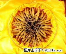 丰台区回收冬虫夏草13021062888《多少钱》回收虫草 - 北京28生活网 bj.28life.com