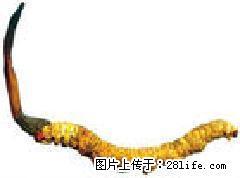 房山区哪有收购冬虫夏草13581832588燕山回收虫草 - 北京28生活网 bj.28life.com