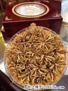 常年高价回收冬虫夏草13611114534顺义区大量收购海参 - 北京28生活网 bj.28life.com