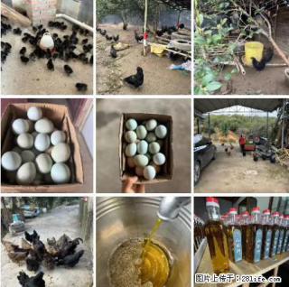 油茶园从小鸡仔开始养起的纯土鸡、土鸡蛋可以预定啦！还有前几天刚榨的纯山茶油哦 - 北京28生活网 bj.28life.com