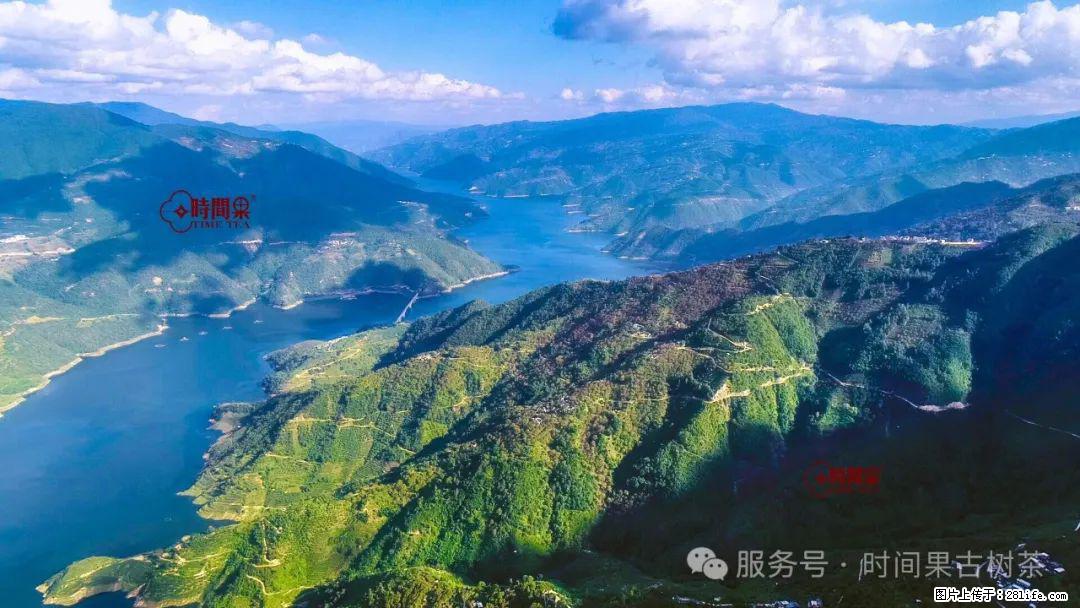 时间果百年古树龙珠普洱生茶 - 购物交流 - 北京生活社区 - 北京28生活网 bj.28life.com