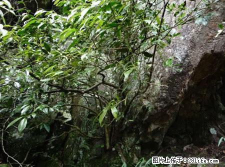 平乐石崖茶，珍贵仅次于金花茶 - 北京生活资讯 - 北京28生活网 bj.28life.com
