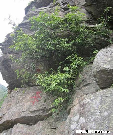 平乐石崖茶，珍贵仅次于金花茶 - 北京生活资讯 - 北京28生活网 bj.28life.com