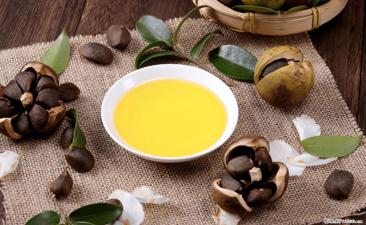 揭秘茶油的5大核心营养成分！被称为人体健康的“守护盾”！ - 北京生活资讯 - 北京28生活网 bj.28life.com