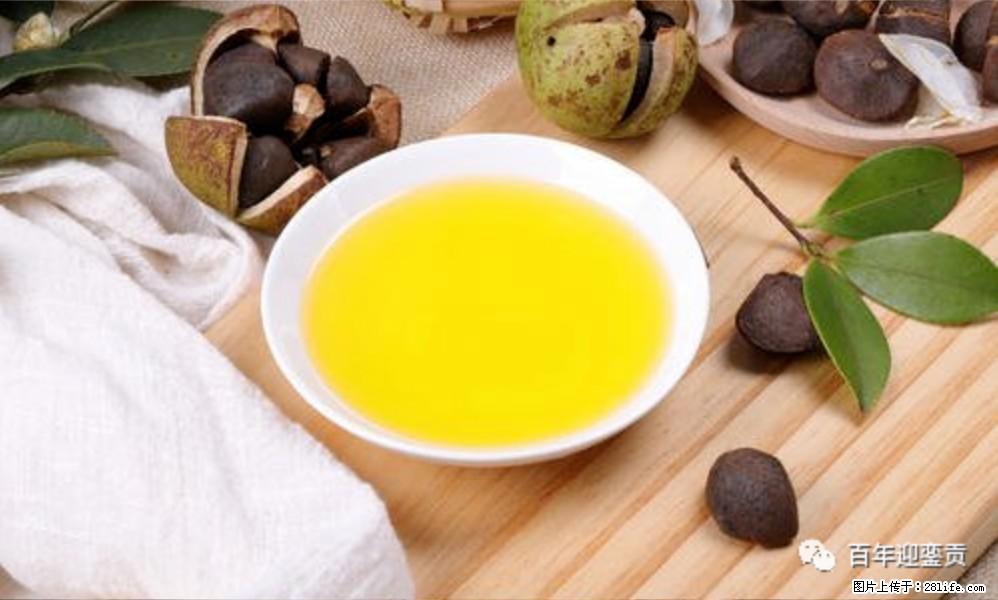 揭秘茶油的5大核心营养成分！被称为人体健康的“守护盾”！ - 北京生活资讯 - 北京28生活网 bj.28life.com