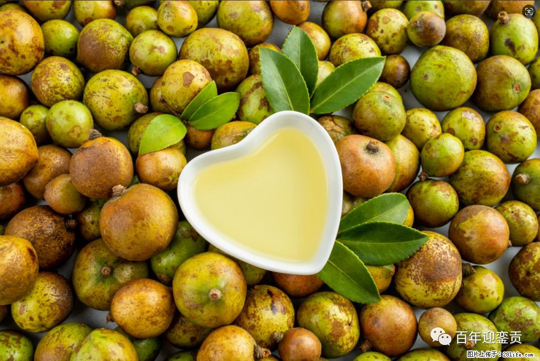 世界没有真相,只有认知,最好的食用油是中国的山茶油! - 北京生活资讯 - 北京28生活网 bj.28life.com