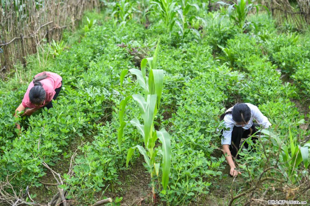 全网追的“扁担女孩”,找了一份暑假工,时薪12元 - 北京生活资讯 - 北京28生活网 bj.28life.com