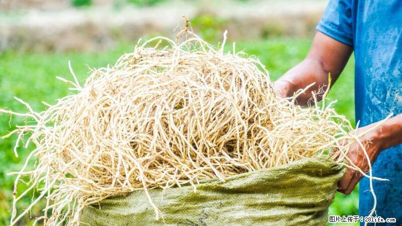 堪称“最难吃”的蔬菜,却是 “抗辐射神器”,还能护肺、清热、止咳化痰! - 北京生活资讯 - 北京28生活网 bj.28life.com