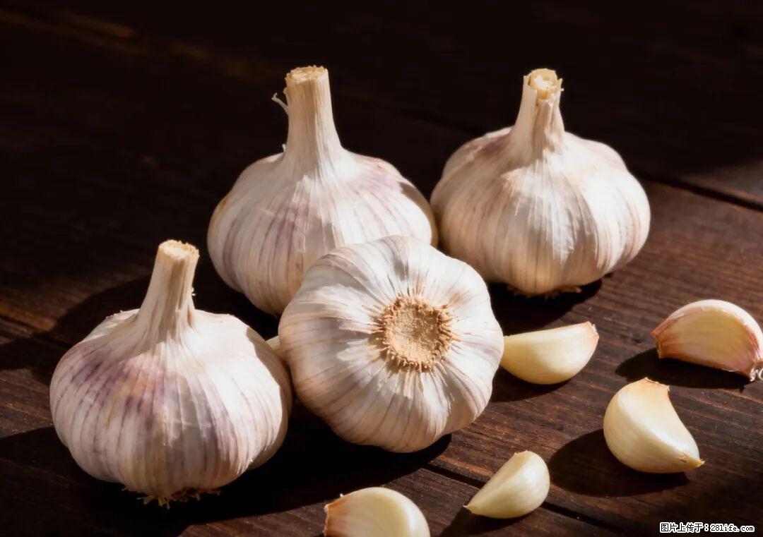 关于大蒜，除了“天然抗生素”，这4个谣言更该警惕! - 北京生活资讯 - 北京28生活网 bj.28life.com