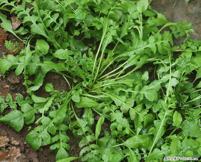 这些蔬菜是“天然钙片”，这6种被医生重点推荐 - 北京生活资讯 - 北京28生活网 bj.28life.com