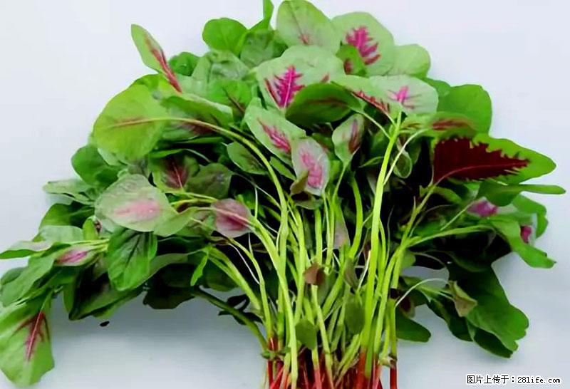 这些蔬菜是“天然钙片”，这6种被医生重点推荐 - 北京生活资讯 - 北京28生活网 bj.28life.com