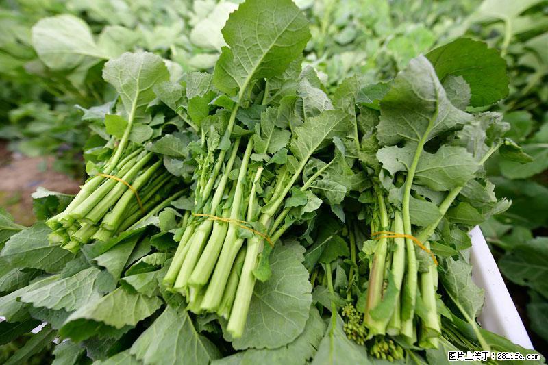 这些蔬菜是“天然钙片”，这6种被医生重点推荐 - 北京生活资讯 - 北京28生活网 bj.28life.com